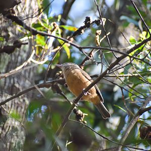 Rufous Shrike-thrush (Colluricincla rufogaster)