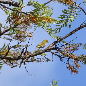 Silvereye  (Zosterops lateralis)