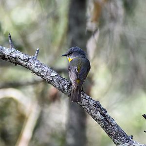Eastern Yellow Robin (Eopsaltria australis)