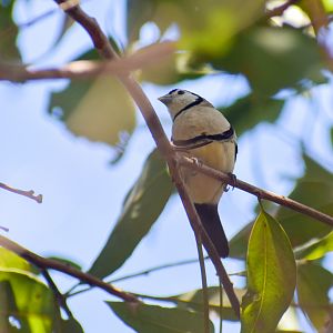 Double-barred Finch (Taeniopygia bichenovii)