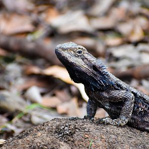 Eastern Bearded Dragon (Pogona barbata)