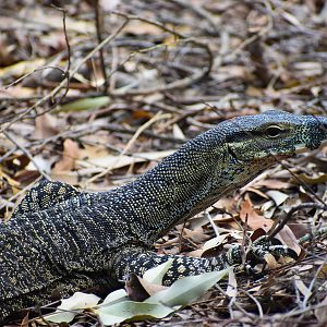 Lace Monitor (Varanus varius)