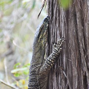 Lace Monitor (Varanus varius)