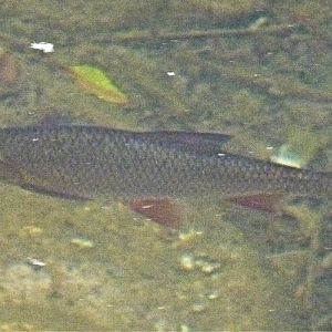 Wild cyprinid ID, Slovakia