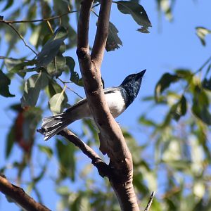 Leaden Flycatcher (Myiagra rubecula)