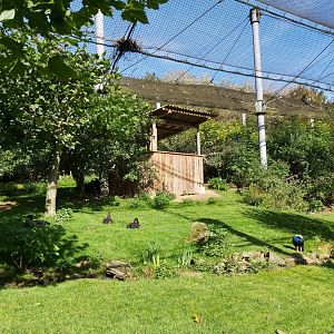 'Bird Paradise' Aviary