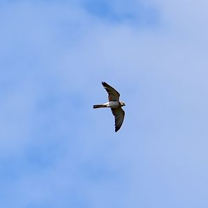 Nankeen Kestrel (Falco cenchroides)