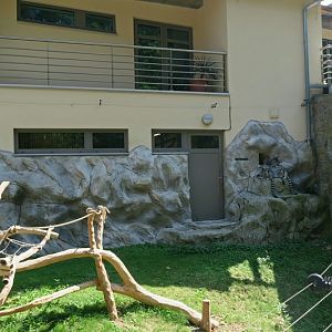 Katta enclosure at the entrance