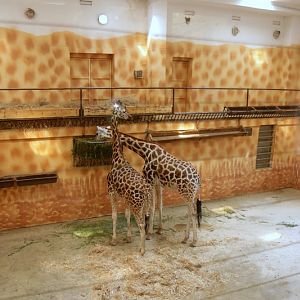 Giraffe Pavillon