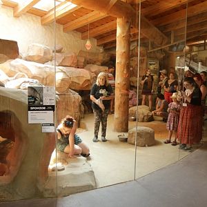 African Pavillon - aardvark encounter