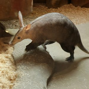 Aardvark ((Orycteropus afer))