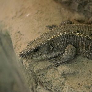 Giant plated lizard (Gerrhosaurus validus)