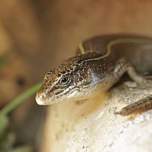 Yellow-throated plated lizard (Gerrhosaurus flavigularis)