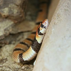 Cape coral cobra (Aspidelaps lubricus lubricus)