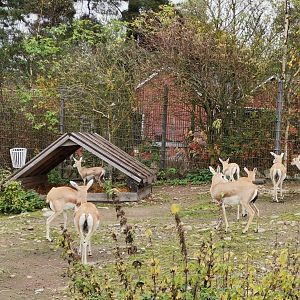 Persian Goitered Gazelle