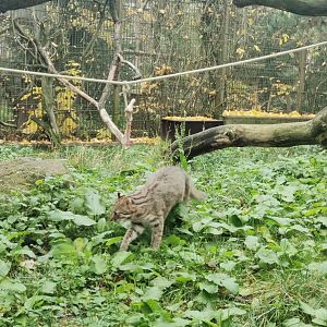 Amur Leopard Cat