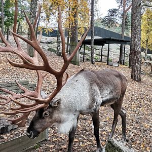 Eurasian Forest Reindeer