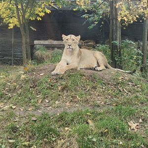 Asiatic Lion