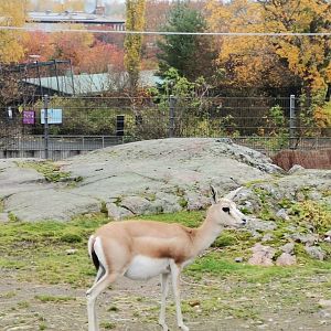 Persian Goitered Gazelle