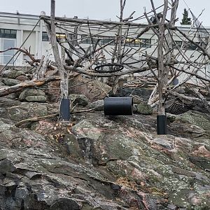 Barbary Macaques outdoor