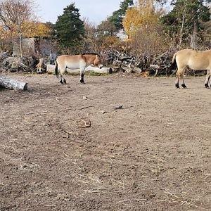 Przewalski's Horses