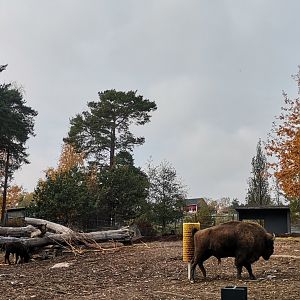 Wisent
