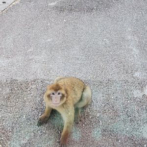 Barbary Macaque