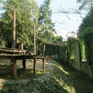 Cat Pavillon - Amur Tiger