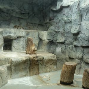 Cat Pavillon & Aquarium - Jaguar inside