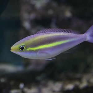 yellowstripe threadfin bream (Pentapodus aureofasciatus)