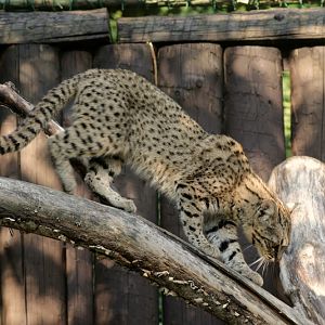 Geofrey's Cat (Leopardus geoffroyi salinarum)