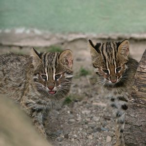 Amur leopard cat (Prionailurus bengalensis euptilura)