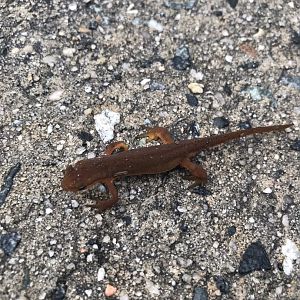 Red-Spotted Newt
