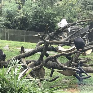 Chimpanzees Amy, Tammy, Nori, Gigi, and Asha