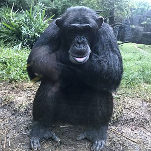 Chimpanzee "Kendall"