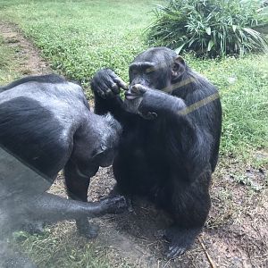 Chimpanzees "Kendall" and "Gari"