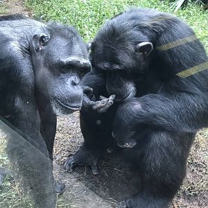 Chimpanzees "Kendall" and "Gari"
