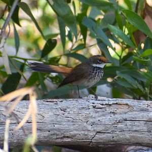 Rufous Fantail (Rhipidura rufifrons)