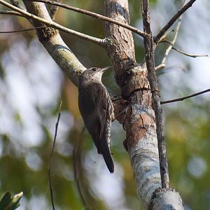 White-throated Treecreeper (Cormobates leucophaea)