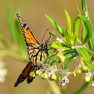Monarch (Danaus plexippus)