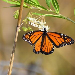 Monarch (Danaus plexippus)