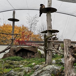 Bearded Vulture small aviary