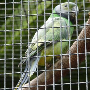 Psittacula calthorpae