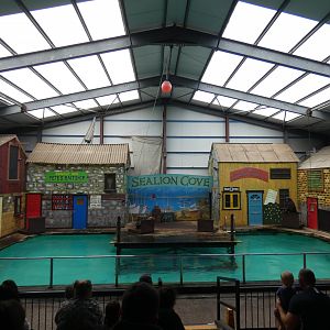 Sea lion display area