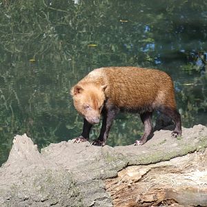 Bush dog