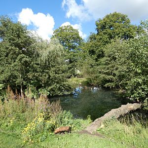 Bush dog outdoor enclosure