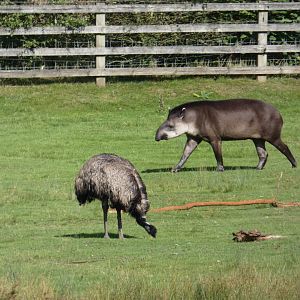 Brazilian tapir & Emu