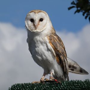 Barn owl