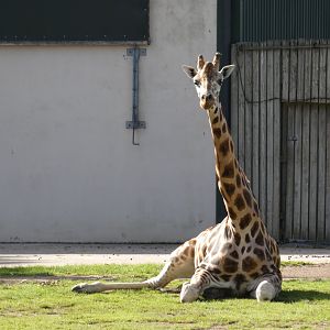 Rothschild's giraffe