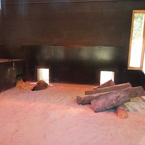 Bush dog indoor enclosure